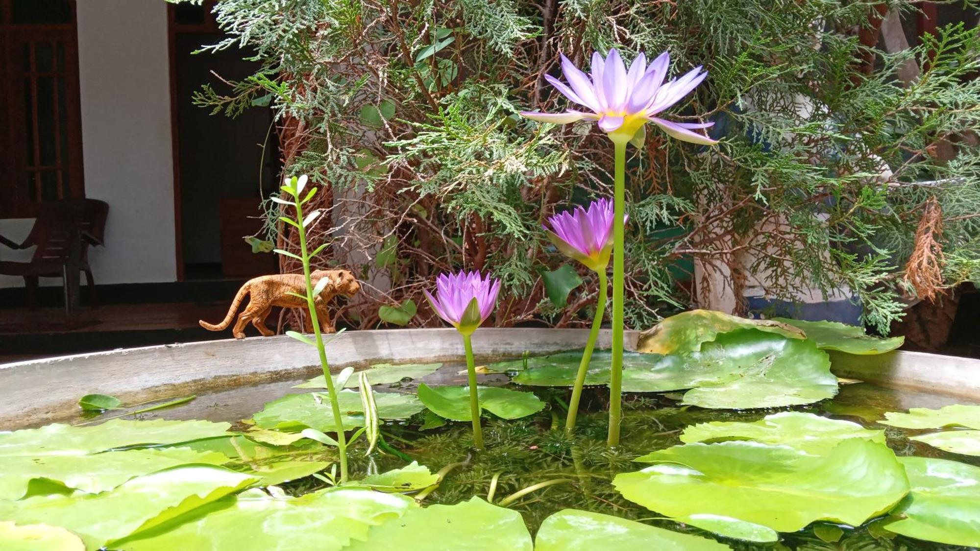 The King'S Garden Resort Dambulla Εξωτερικό φωτογραφία